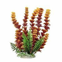 Aquatop Aquatic Supplies - Cabomba Fire Aquarium Plant