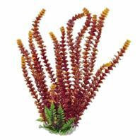 Aquatop Aquatic Supplies - Cabomba Fire Aquarium Plants