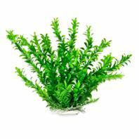 Aquatop Aquatic Supplies - Anacharis Like Aquarium Plant