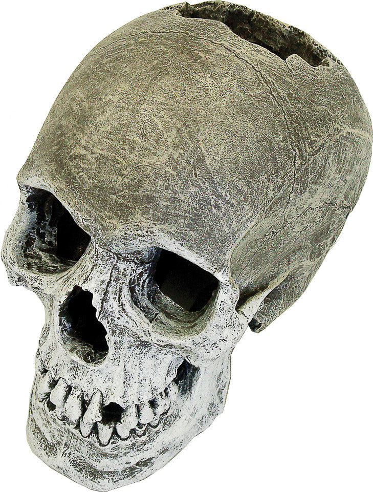 Blue Ribbon Pet Products-Exotic Environments Life-like Human Skull