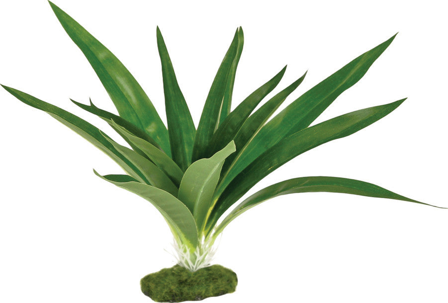 Blue Ribbon Pet Products - Colorburst Florals Dracaena Deremensis Broad Leaf