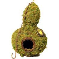 Galapagos - Mossy Hide Gourd W/chain