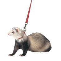 Marshall Pet Products - Ferret Harness And Lead Combo